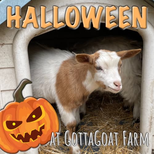Halloween at GottaGoat Farm at Penticton