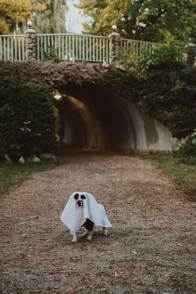 Halloween Howl at The View Winery & Vineyard