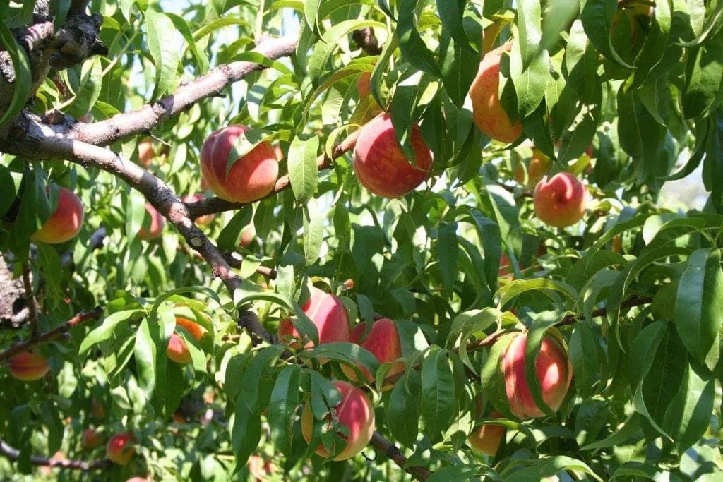 EAGLE BLUFF ORCHARD in Oliver